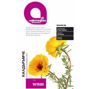 Лактофол БОТАНИК Калдъръмче