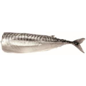 МИЧИК СКУМРИЯ ЧИСТЕНА ПАКЕТ ЗАМРАЗЕНА